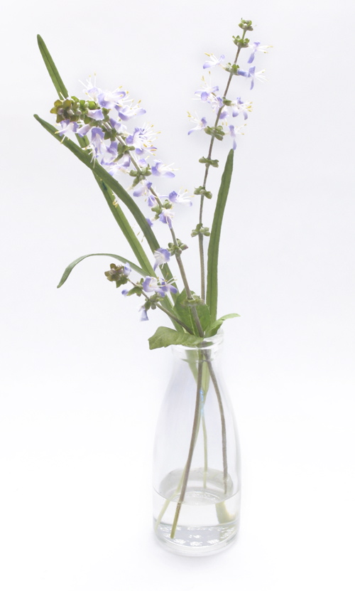 SmallPurpleFluers