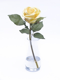 SingleYellowRose
