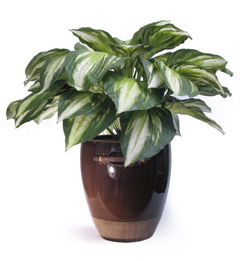 Dieffenbachia