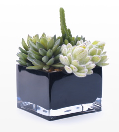 Succulents
