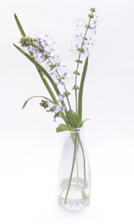 SmallPurpleFluers