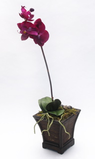MagentaOrchid